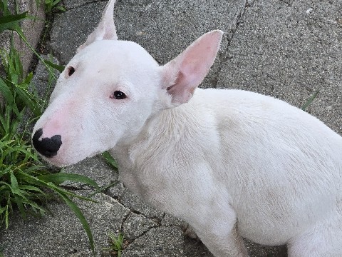 Bull Terrier – Bull terrier puppies – Norwalk