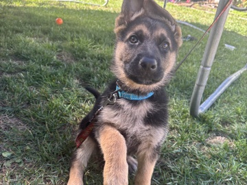 German Shepherd – German Shepherd Puppy Looking for Loving Home – Canby