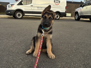 German Shepherd – German Shepherd Puppy Looking for Loving Home – Canby