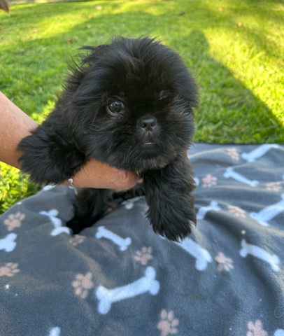 Shih Tzu – ShihTzu Puppy (Girl)