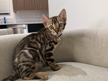 Bengal – Stunning Bengal Kitten – 2 Months Old – Marietta – Marietta
