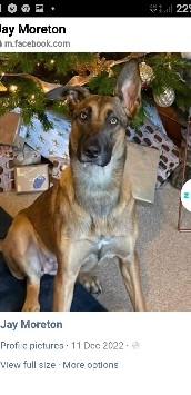 Belgian Shepherd Dog (Malinois) – Luna Belgian Mali