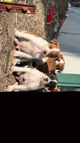 American Bulldog – pitbull bulldog puppies