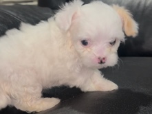 Yorkie Poo – Puppie – Dallas