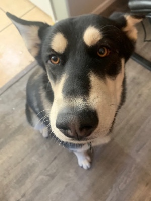 Siberian Husky – German Shepard husky