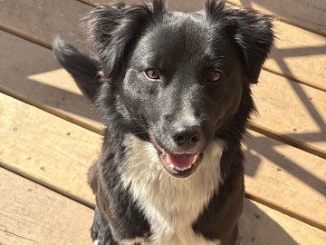 Labrador Retriever – Mixed Lab – Indianapolis