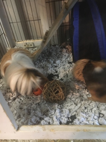 Any – Guinea Pigs with cage