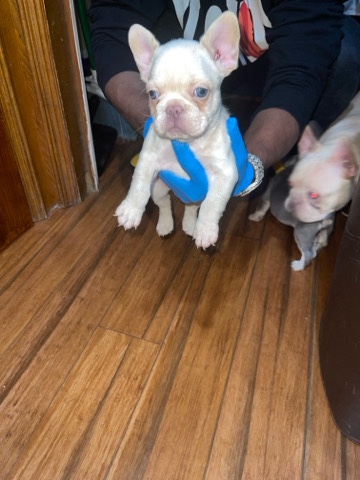 French Bulldog – Isabella fluffy carrrier frenchies