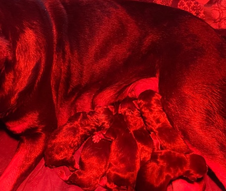 Rottweiler – cute puppies looking for a home
