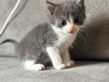 Russian Blue – Russian x Bengal Kittens – Ready 21st July! – Nottingham