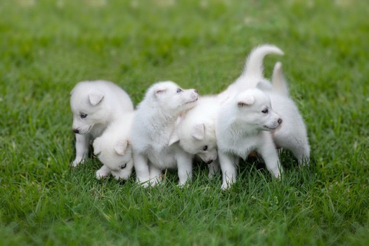 Siberian Husky – Pedigreed ice white siberian husky puppys