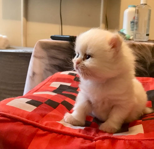 Exotic flame pointpersian himalayan kittens/b