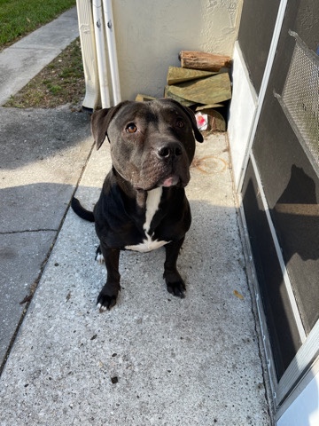 American Pit Bull Terrier – Homer - Lab pit mix