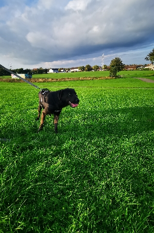 Labrador Retriever – labrador x collie