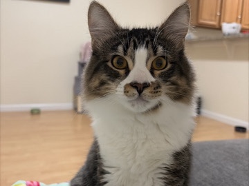 American Shorthair – Friendly 1-Year-Old American Shorthair Cat – Rohnert Park – Rohnert Park