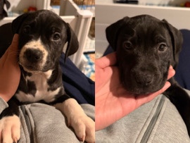 Labrador Retriever – Lab/Bully Mixed Puppies – Federal Way