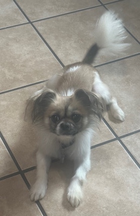Shih Tzu – Roxy - Shih Tzu / Chihuahua