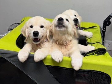 Golden Retriever – Seeking a new home soon.*6 Weeks Old free – Brownsville