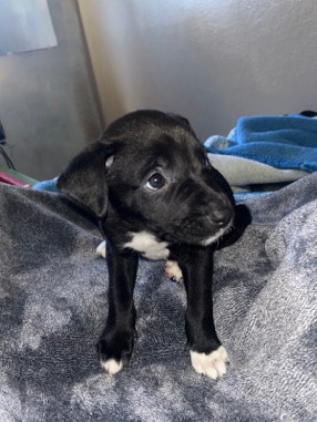 American Pit Bull Terrier – pitbull puppy