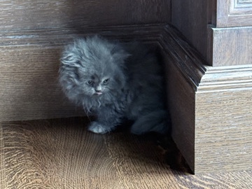 Persian (Modern) β πΎ Adorable Persian Kittens Looking for Their Forever Homes! π‘ β Dallas