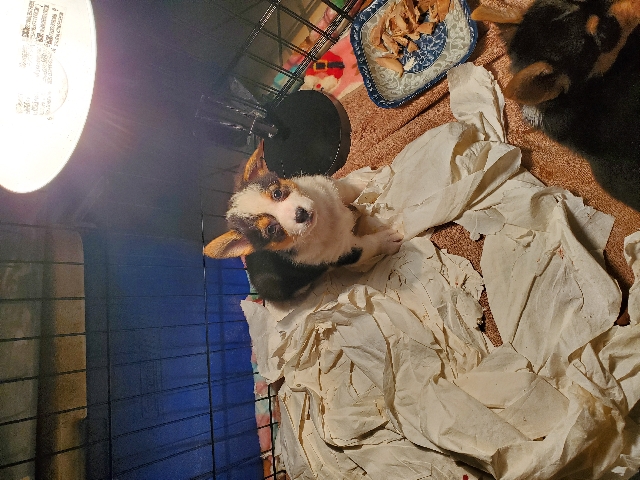 Pembroke Welsh Corgi – dog sell