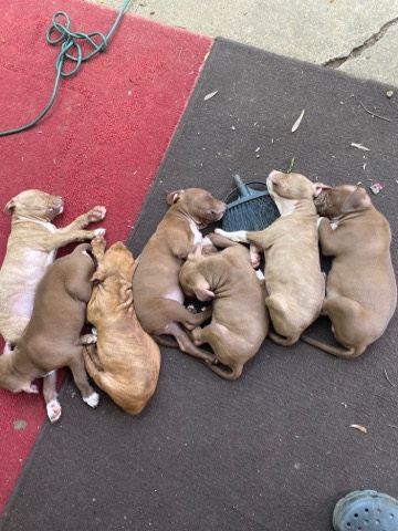 American Pit Bull Terrier – red nose pit bull puppies