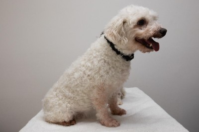 Poodle – Molly sweet & loving – New York