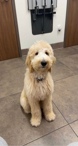 Poodle – 10 mo old Goldendoodle