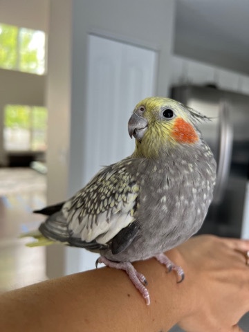 Cockatiel – cockatiel