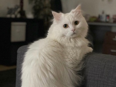 Persian (Modern) – Pasito – Dubai