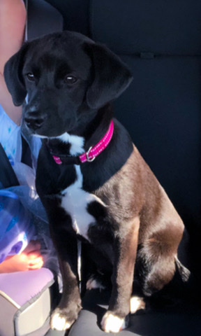 6 month old female Boggle