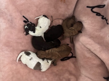 Shih Poo – just born. – Warren