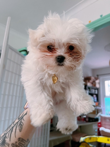 Maltese – Tiny Korean Maltese Girl + CRATE & ALL ACCESSORIES