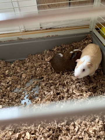 Any – Guinea pig