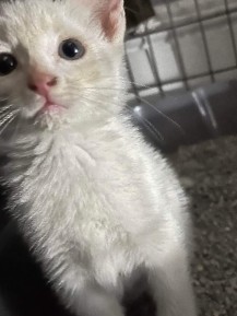fluffy white kittens