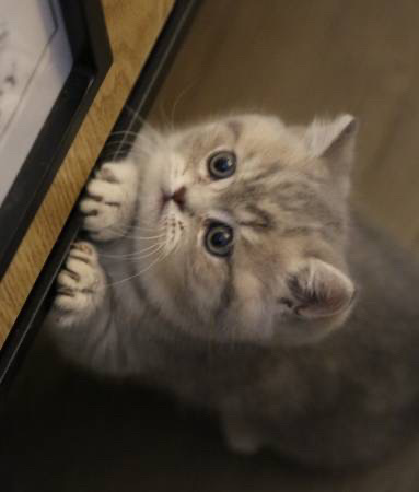 Munchkin – munchkin kitten need a home