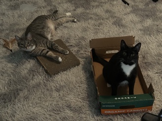 American Shorthair – Help me find these cuties a new home – Addison