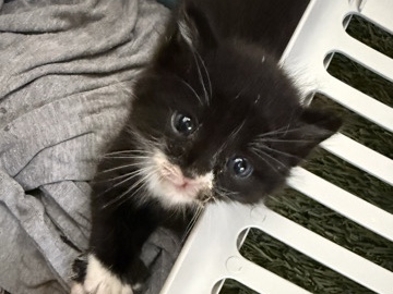 Tuxedo – Chino