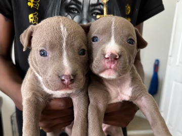 American Bulldog – XL Bully Puppies - 2 Beautiful Females – North Las Vegas
