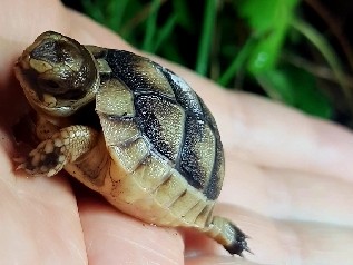 Breitrandschildkröten Babys 