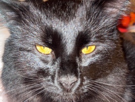 Russian White, Black and Tabby – Russian White, Black, and Tabby Cats – West Chicago – West Chicago