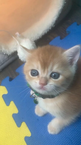 England Kittens for sale (Elmhurst, Queens, NY)