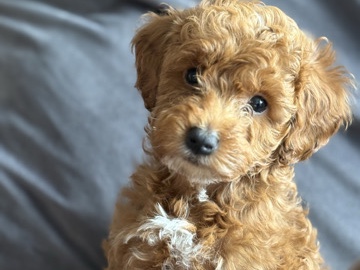 Cockapoo – cockapoo puppies – Orpington