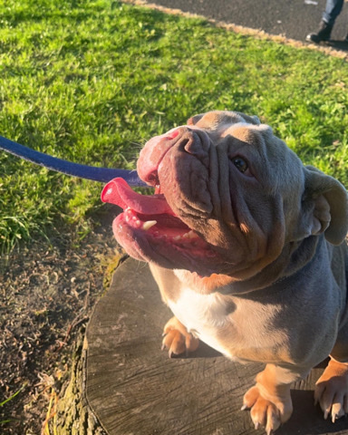 Olde English Bulldogge – English bulldog
