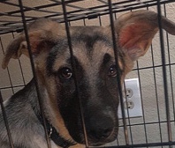 German Shepherd – Coco