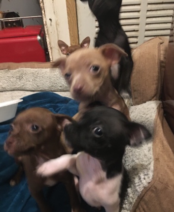 Chihuahua – 5 Pupppies need homes!