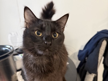 Loveable cat needs new home! – Bonner Springs
