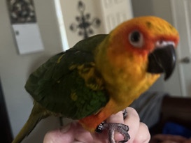 Sun Conure