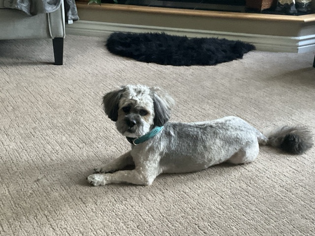 Shih Poo – Friendly Shih Poo Dog Available for Adoption – 3 to 4 Years Old – Eagle