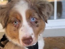 Miniature Australian Shepherd – mini Australian Shepard – Naples